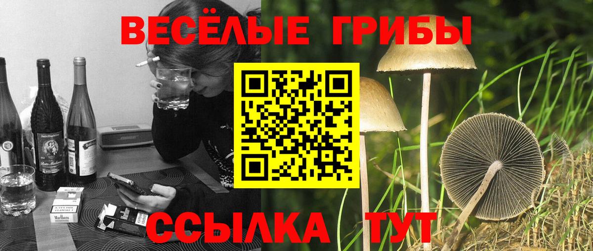 Галлюциногенные грибы Cubensis  Вход с VPN  Луховицы 